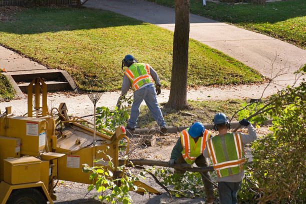 Best Fruit Tree Pruning  in Cedarville, OH